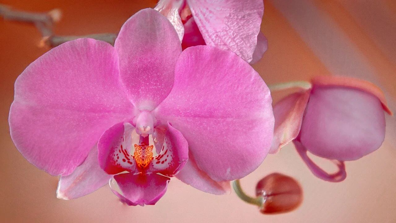 O Clima de Meaípe e Seu Impacto no Cultivo de Orquídeas