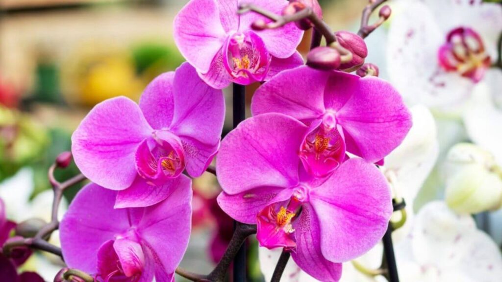 Os Melhores Orquidários em Guarapari – Orquídeas