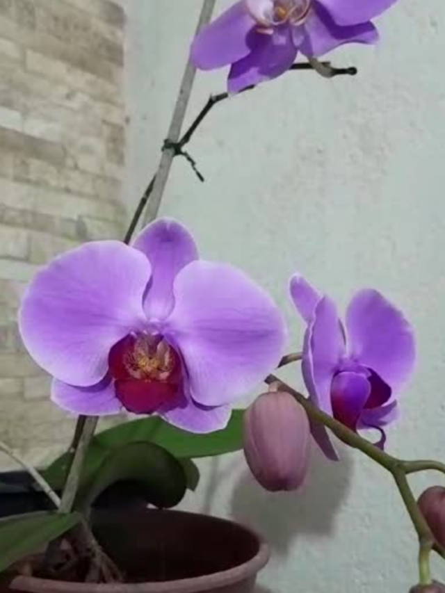 Cultivo de Orquídeas em Meaípe Clima Ideal e Dicas Essenciais